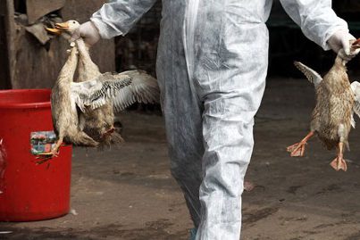 gty_bird_flu_nt_130408_wblog