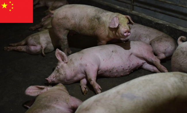 china-pigs