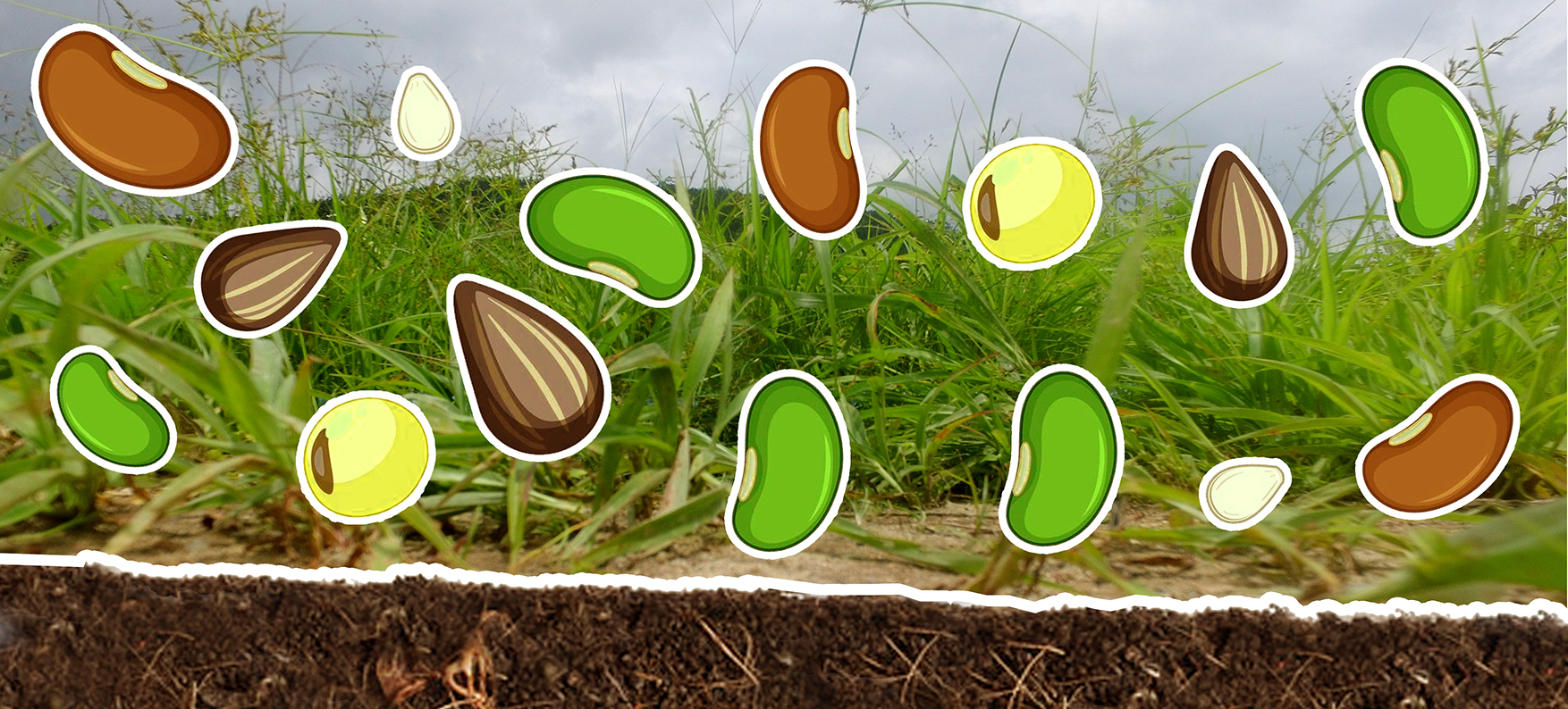 seed