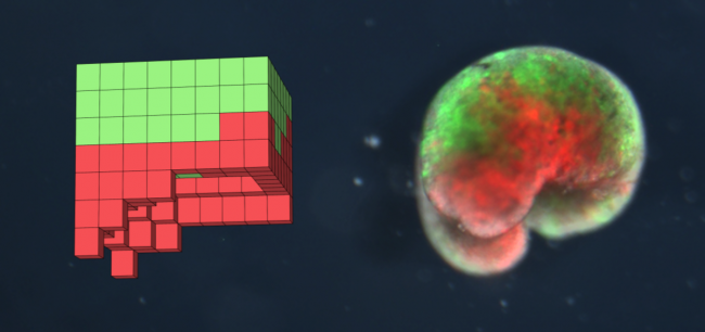 1200px-A_xenobot_in_simulation_and_reality
