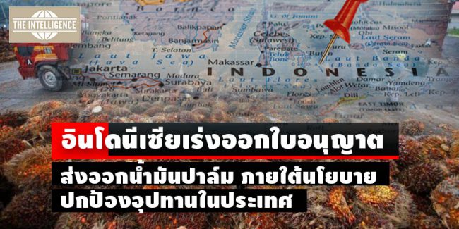 ปาล์ม-อินโด