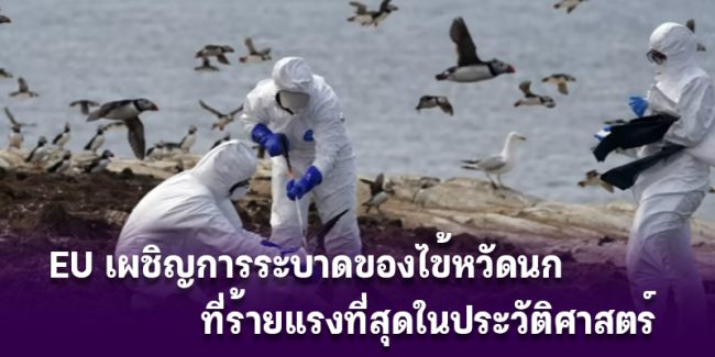 EU-bird-flu
