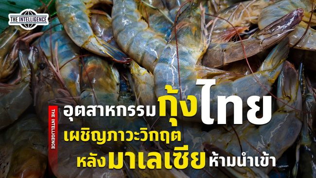 090569 Shrimp copy