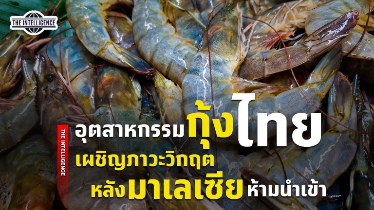 090569 Shrimp copy