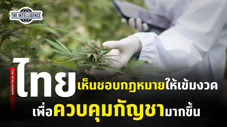 230969 – Medical cannabis copy